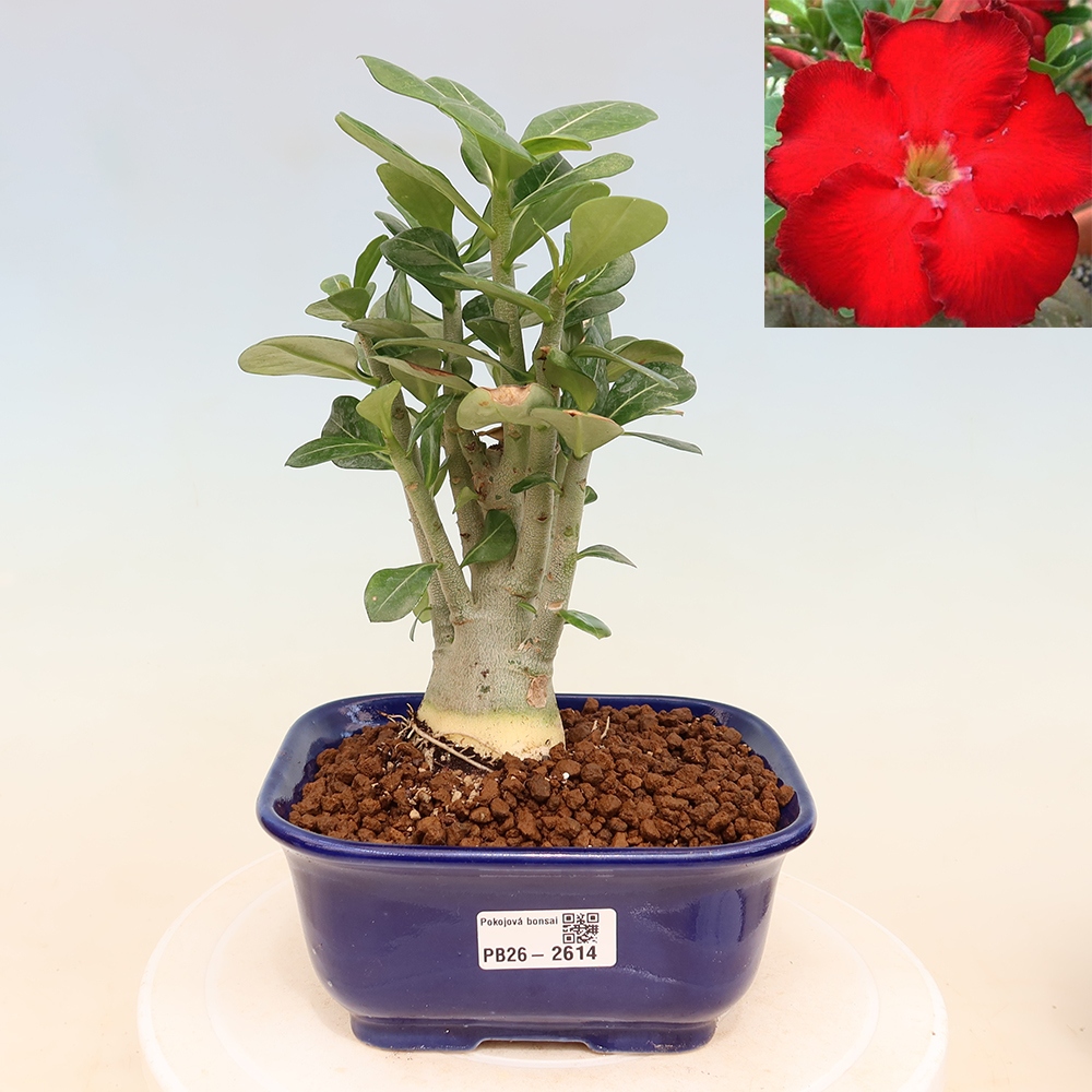 Izba bonsai – Adenium obesum Red Star – Púštna ruža