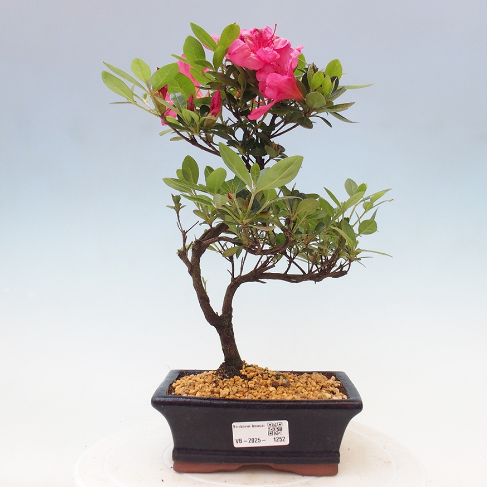 Vonkajší bonsai - Japonská azalka - Azalea sp.