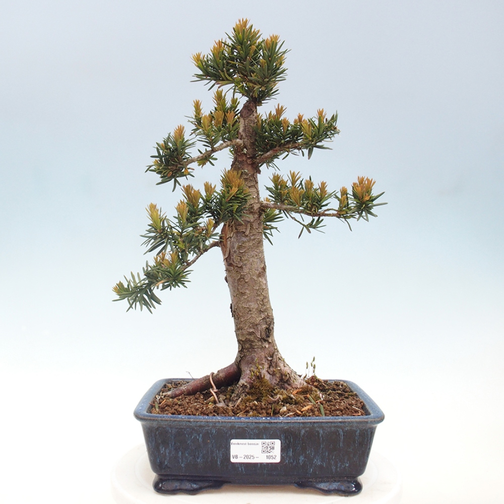 Vonkajší bonsai - Taxus cuspidata - Tis japonský