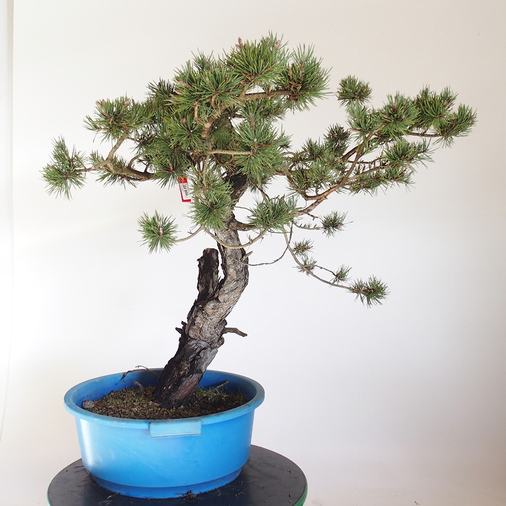 Yamadori - Pinus sylvestris Španielsko