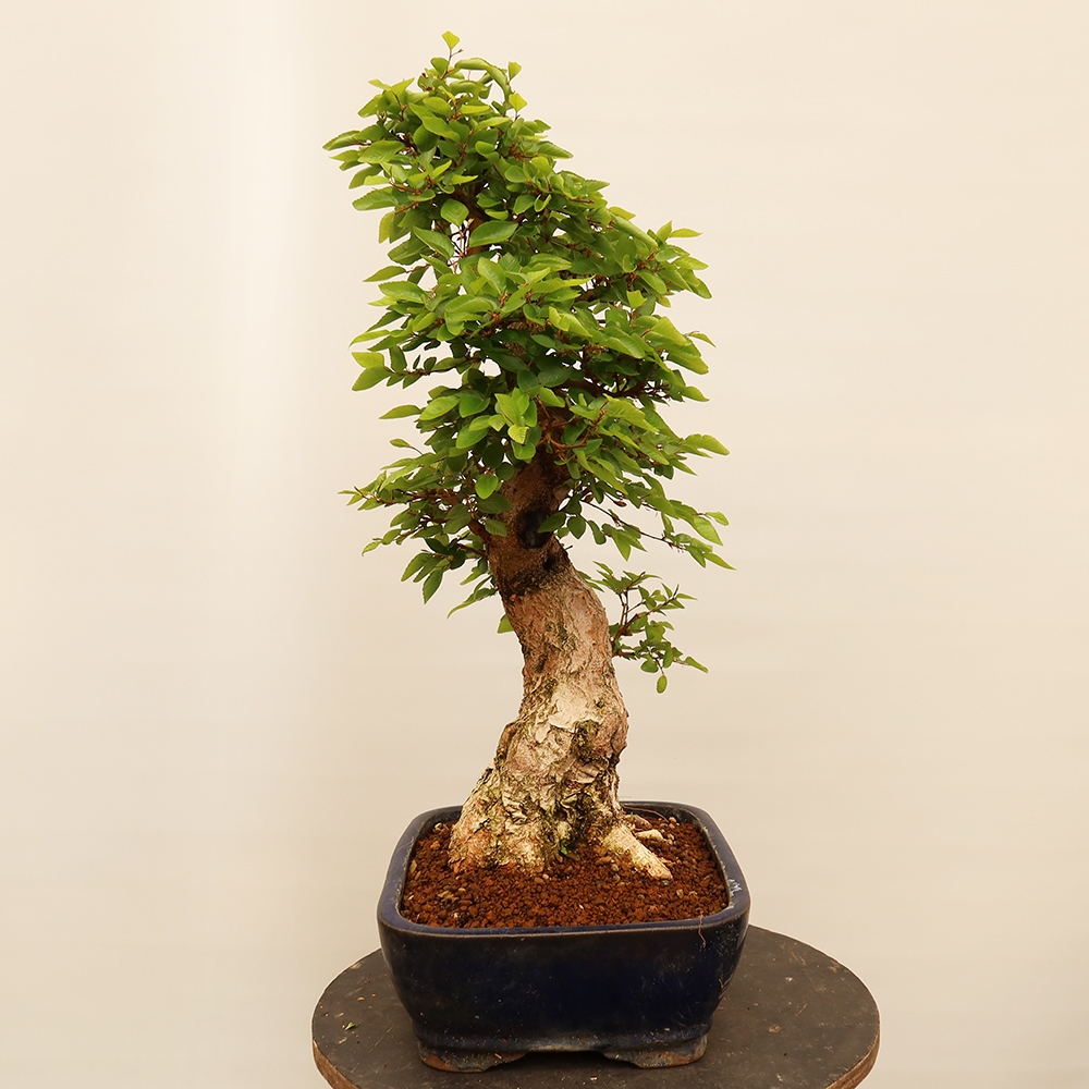 Vonkajší bonsai -Carpinus Coreana - Hrab kórejský