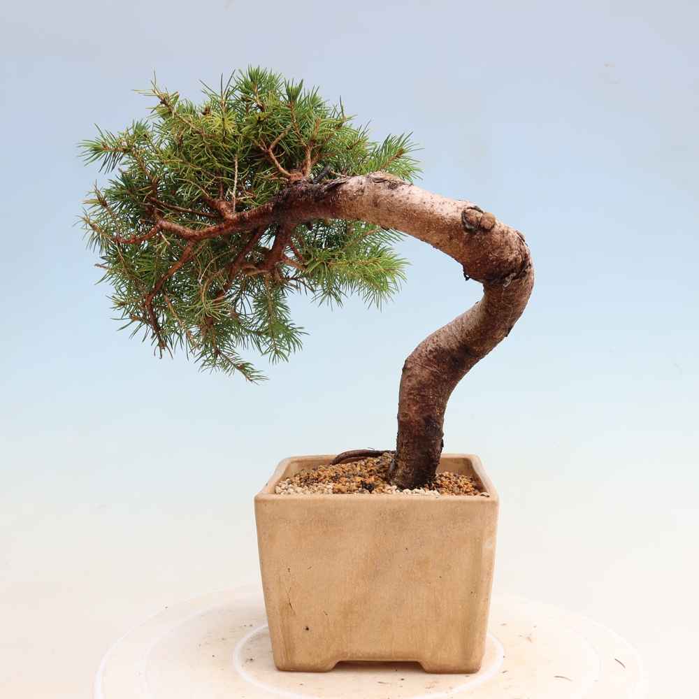 Vonkajší bonsai – Smrek sivý – Picea glauca globe