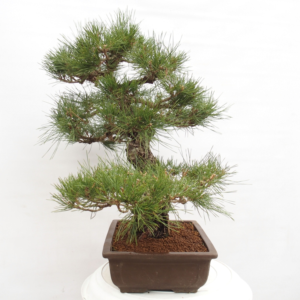 Vonkajšie bonsai - Pinus thunbergii - Borovica thunbergova