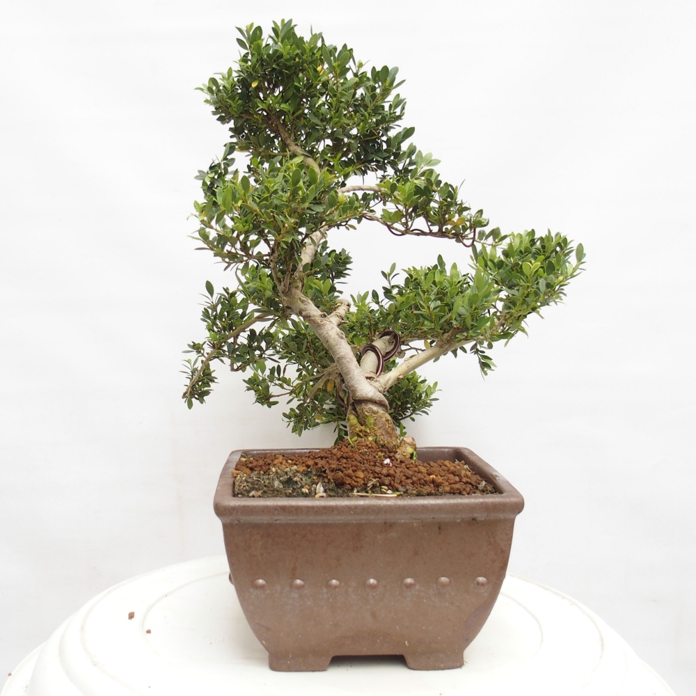 Izbová bonsai - Ilex crenata - Cezmína