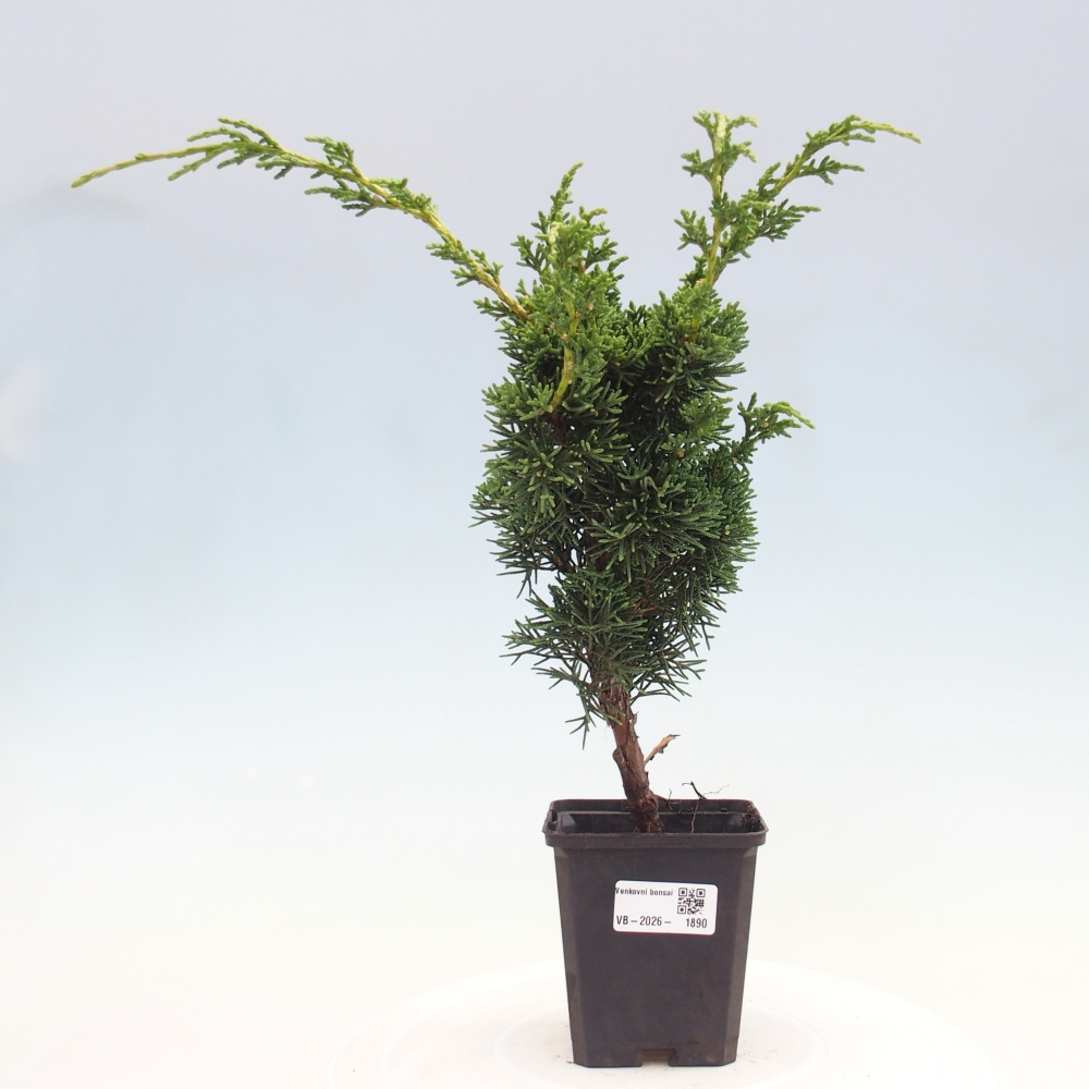 Vonkajší bonsaj - Juniperus chinensis Kishu