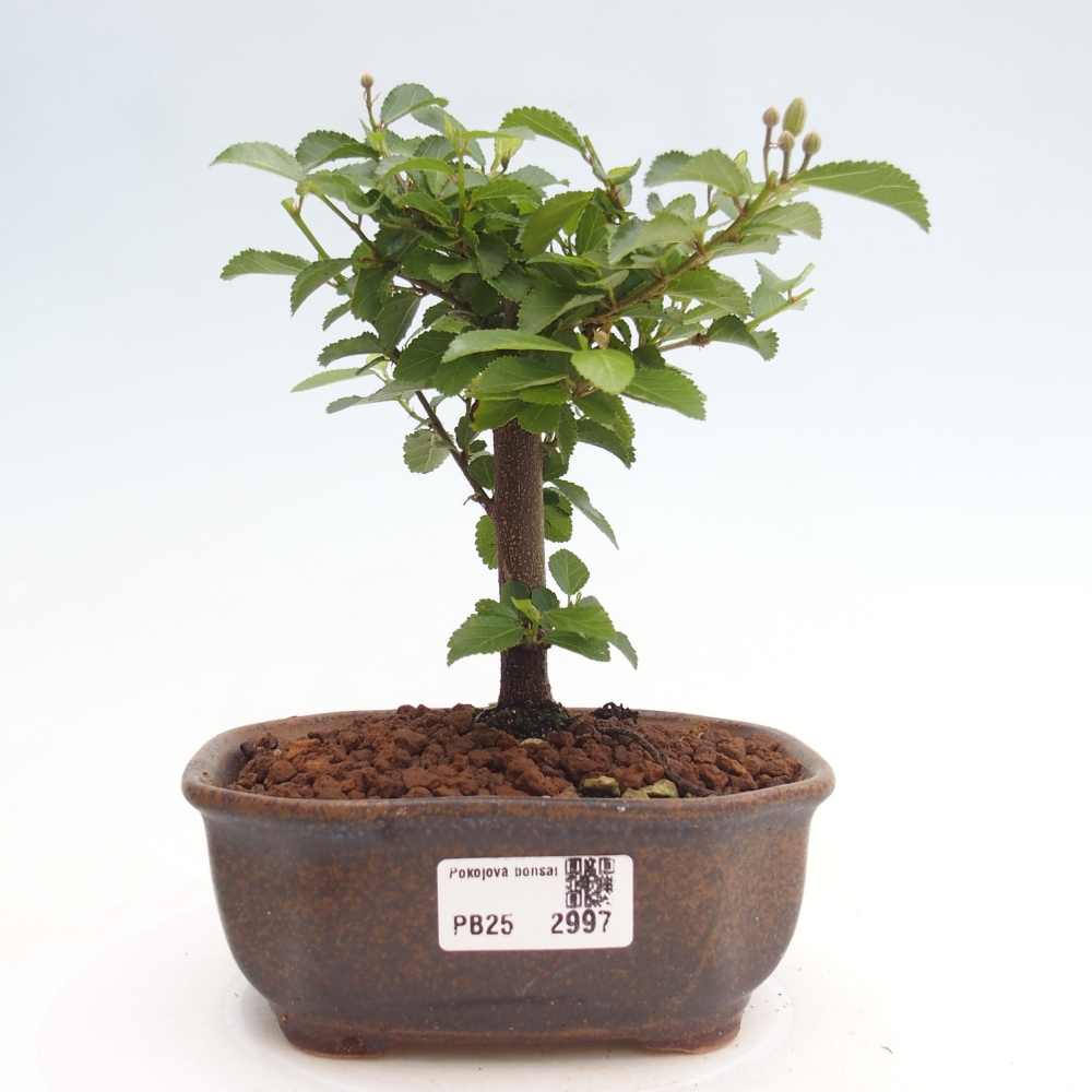 Izbová bonsai - Grewia occidentalis - Hviezdica levanduľová