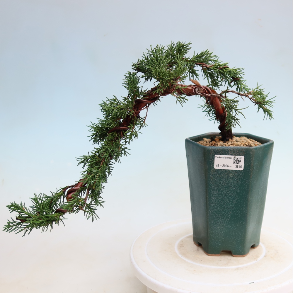 Vonkajší bonsaj - Juniperus chinensis Kishu