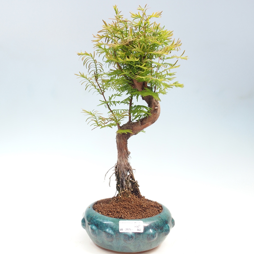 Vonkajšie bonsai - Metasequoia glyptostroboides - Metasekvoja Čínska