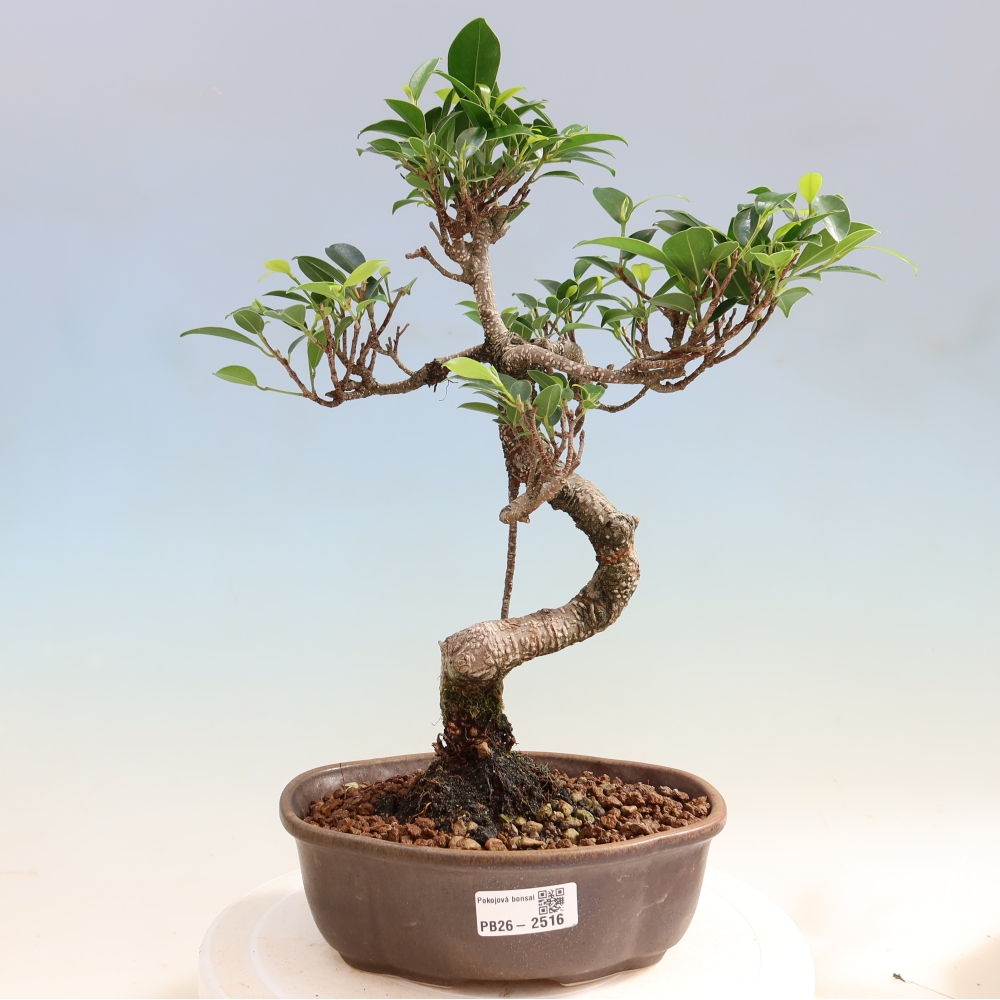 Izbový bonsaj - Ficus retusa - drobnolistý fikus