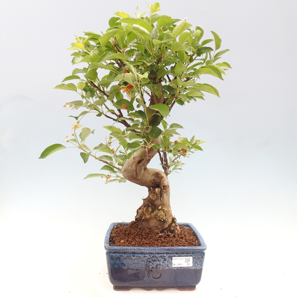 Vonkajší bonsai -Malus halliana - Maloplodá jabloň