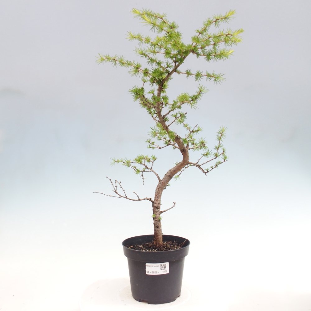 Vonkajšie bonsaje -Larix decidua - Smrekovec
