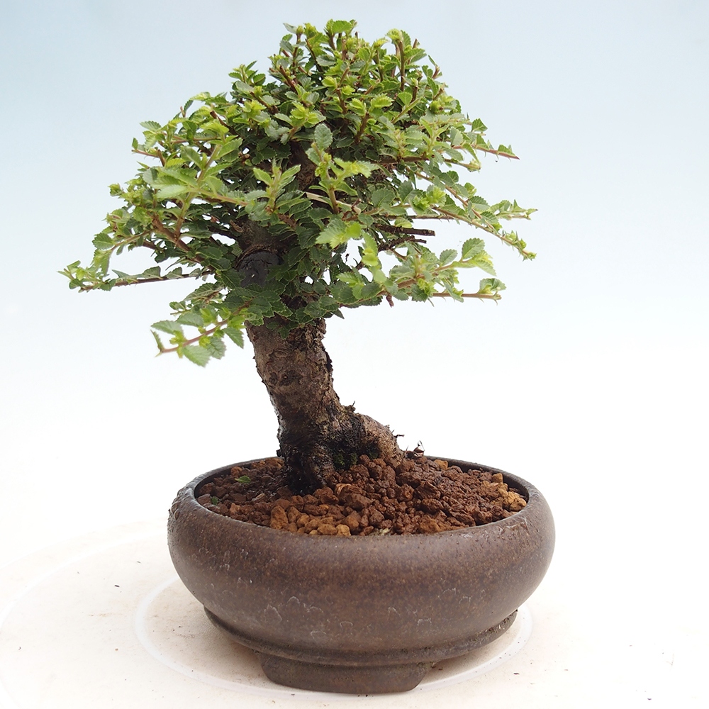 Vonkajší bonsai - Ulmus parvifolia Hokkaido - brest Čínsky