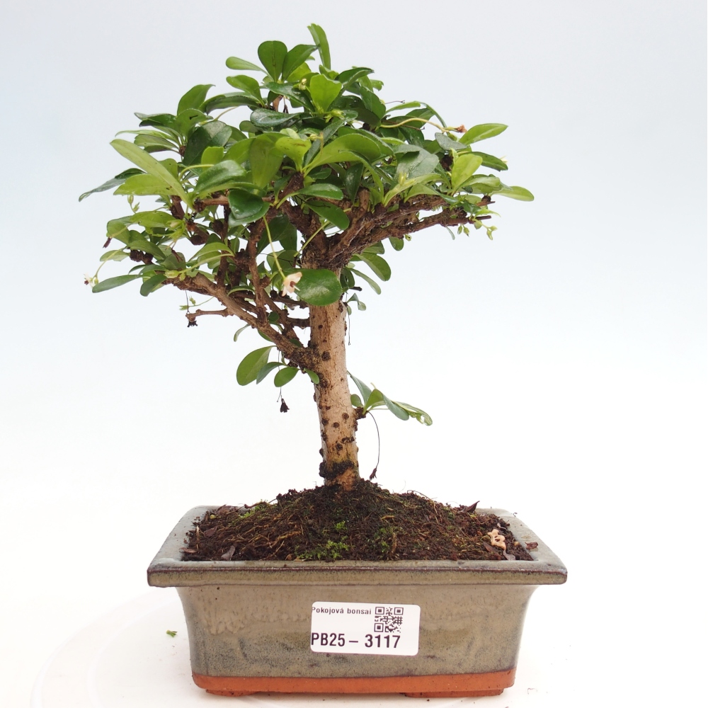 Izbová bonsai - Carmona macrophylla - Čaj fuki