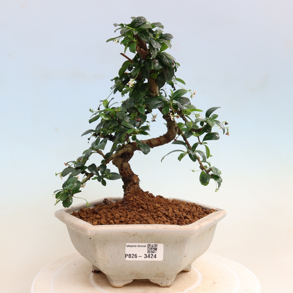Izbové bonsaje - Carmona macrophylla - Tea fuki