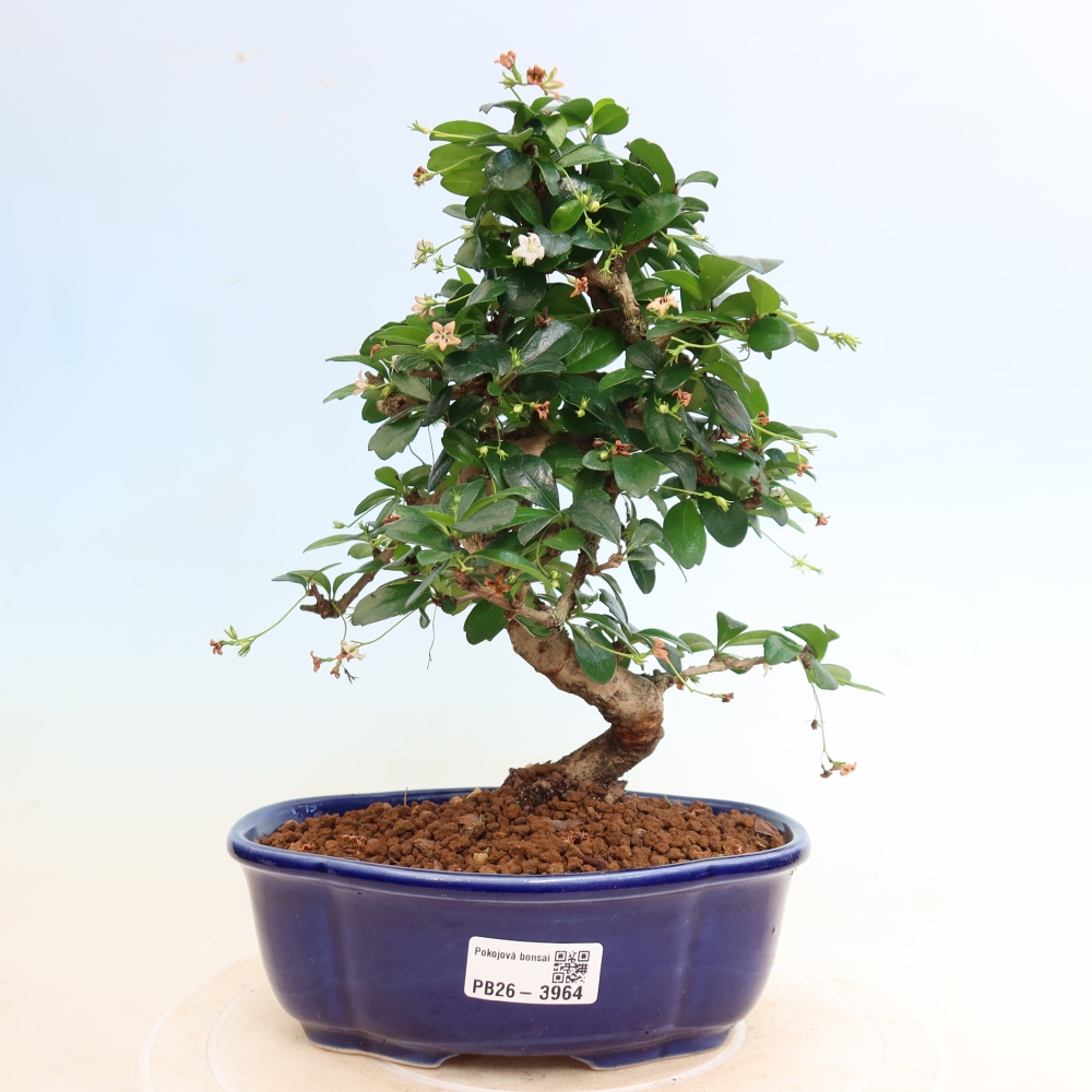 Izbové bonsaje - Carmona macrophylla - Tea fuki