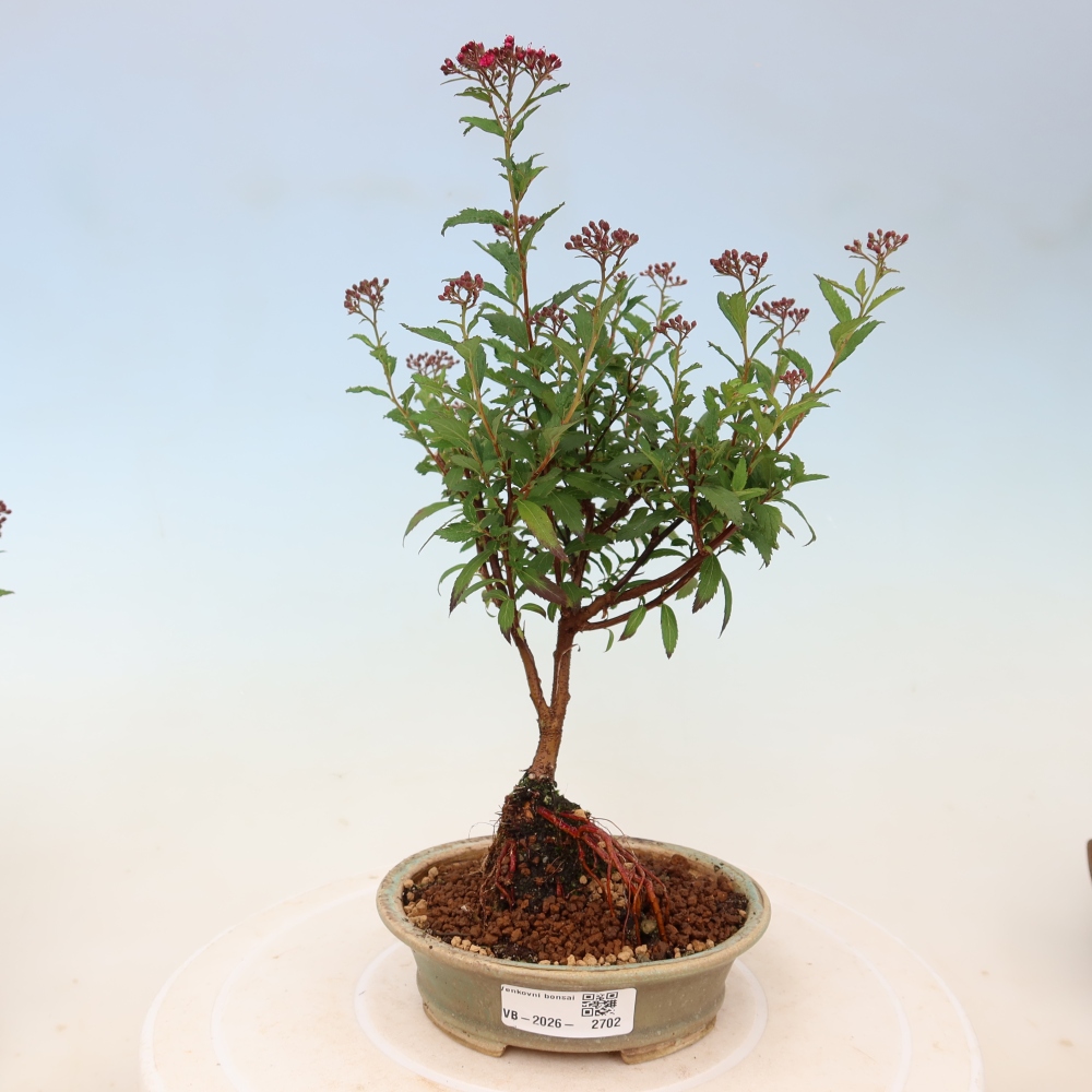 Vonkajší bonsai – spirea japonská – Spirea japonica Anthony Waterer