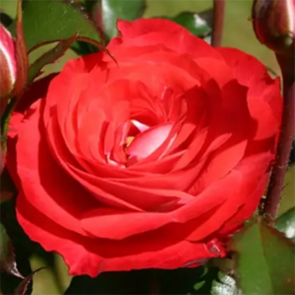 Vonkajší bonsai - Rosa Kordes - ruža