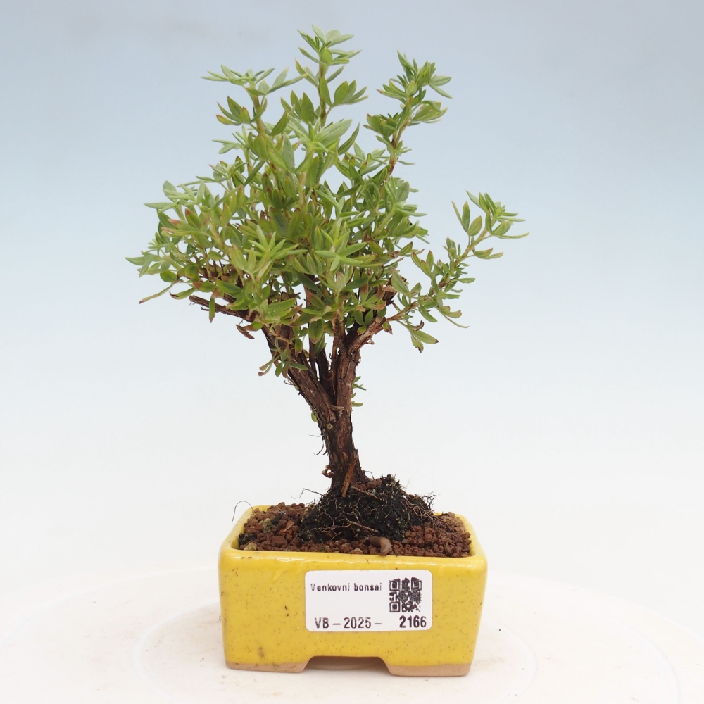 Vonkajšia bonsai-Nátržník krovitá - potentila fruticosa yellow Bird