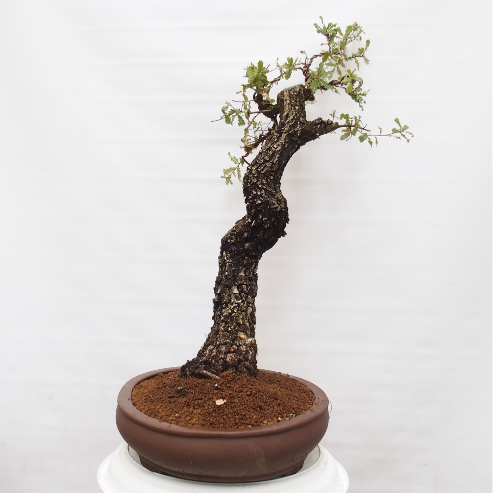 Yamadori - Quercus Ilex -Dub cezmínovitý