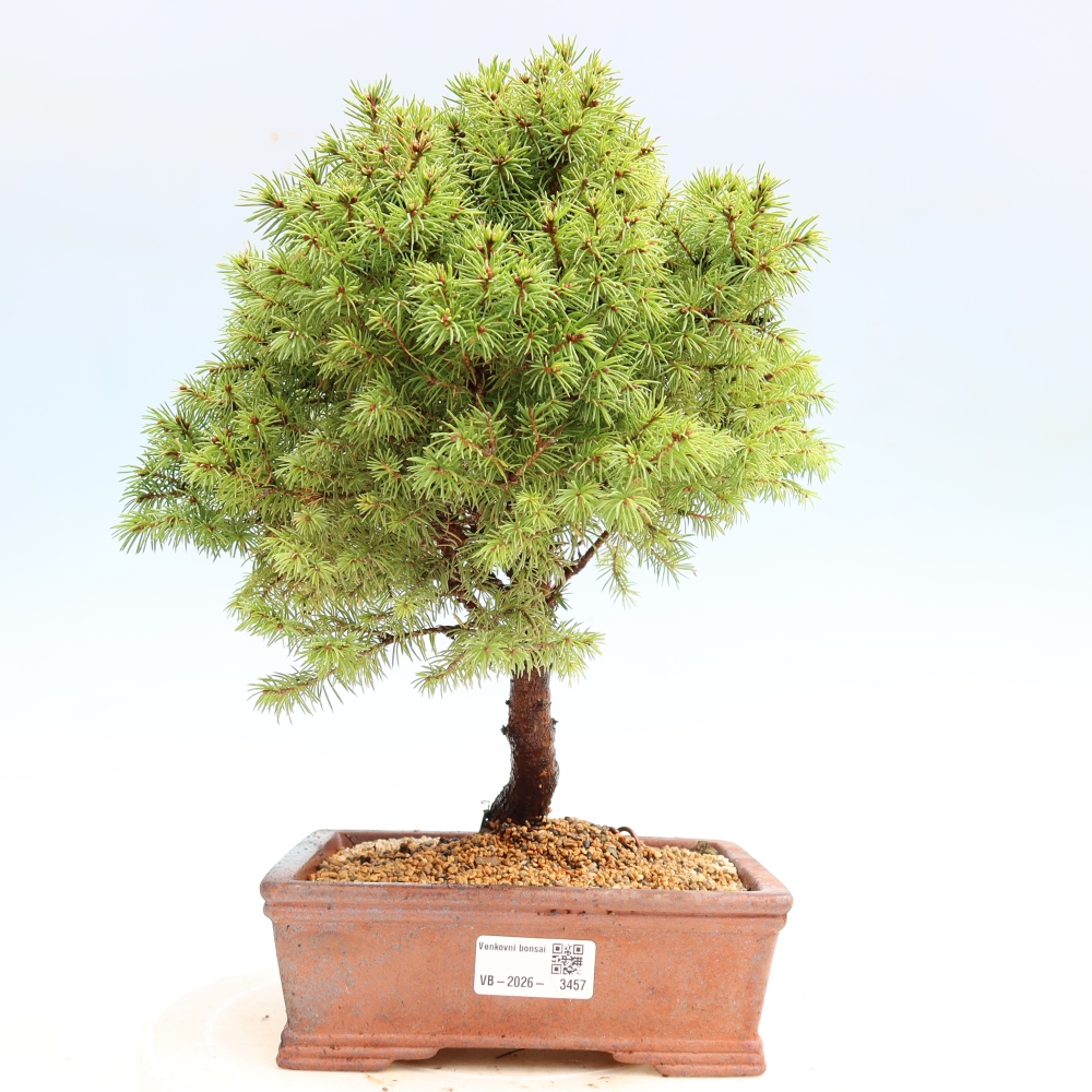 Vonkajší bonsai – Smrek sivý – Picea glauca globe