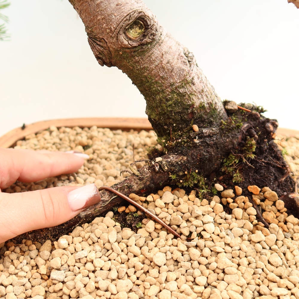 Vonkajšie bonsaje – Pinus mugo Humpy – borovica krivá