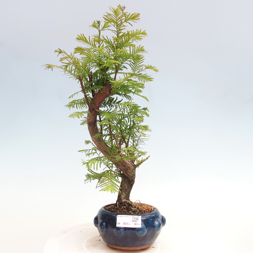 Vonkajšie bonsai - Metasequoia glyptostroboides - Metasekvoja Čínska