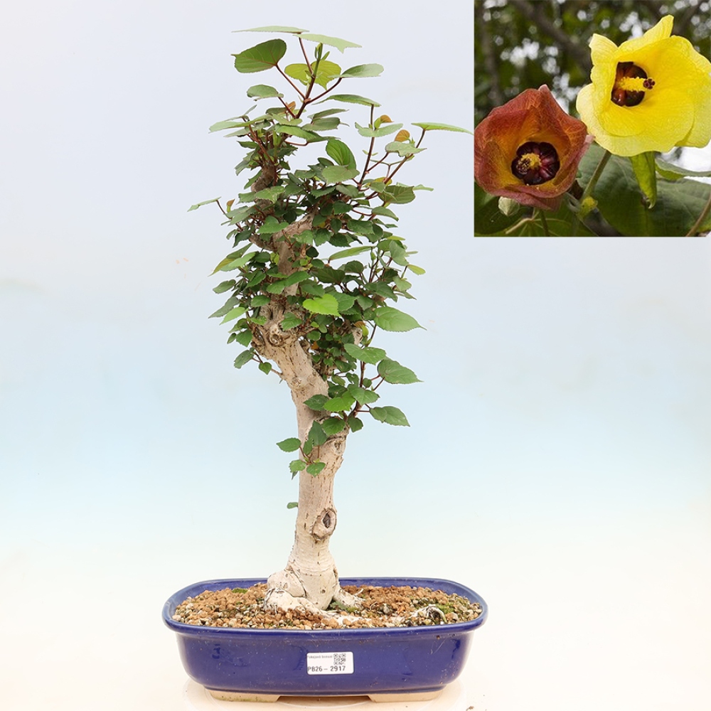 Izbový bonsaj - Hibiscus tiliaceus - Ibišek morský