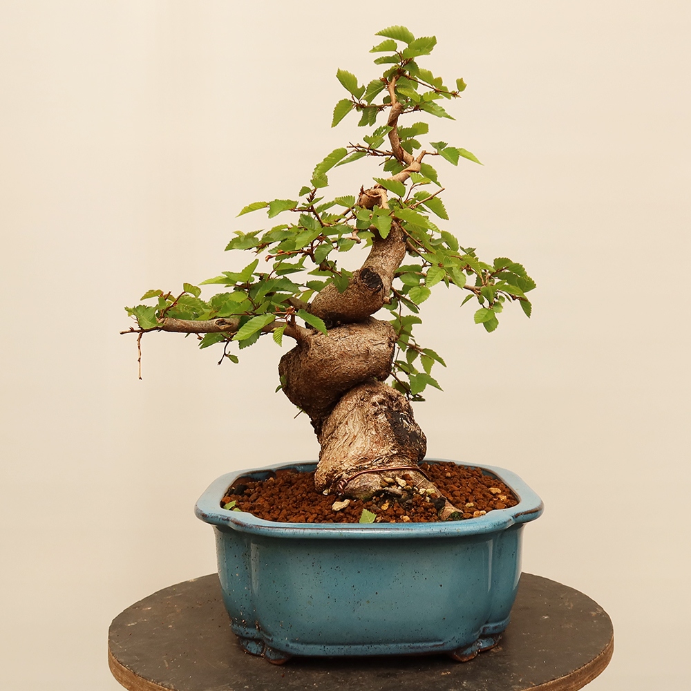 Vonkajší bonsai -Carpinus Coreana - Hrab kórejský