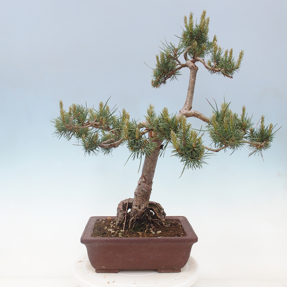 Vonkajšie bonsai - Pinus Sylvestris - Borovica lesná