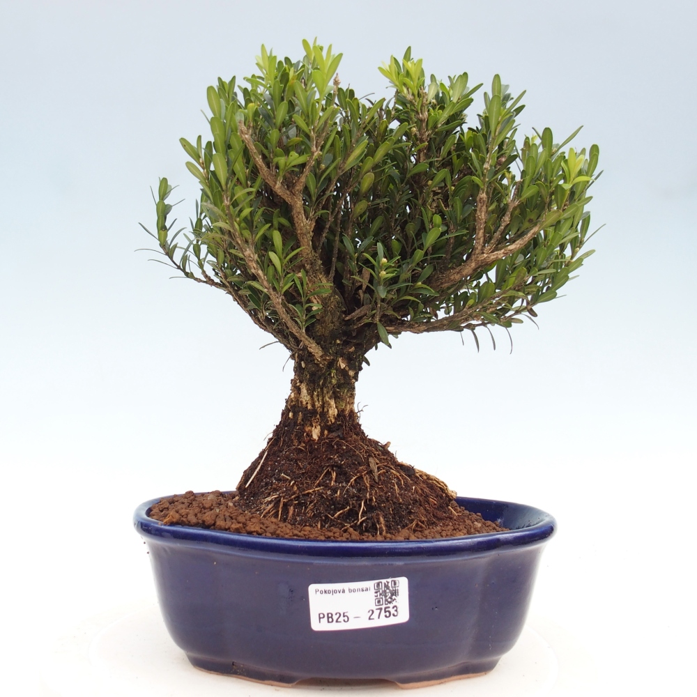 Izbová bonsai - Buxus harlandii - korkový buxus