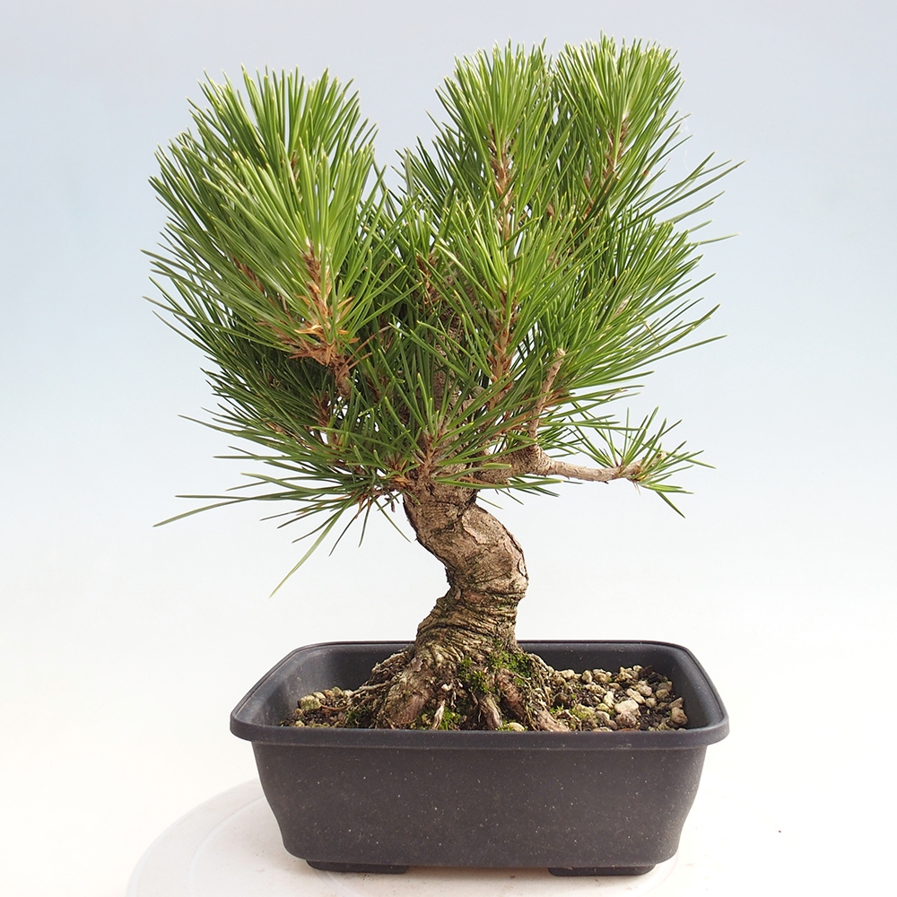 Vonkajšie bonsaje - Pinus thunbergii - borovica Thunbergova