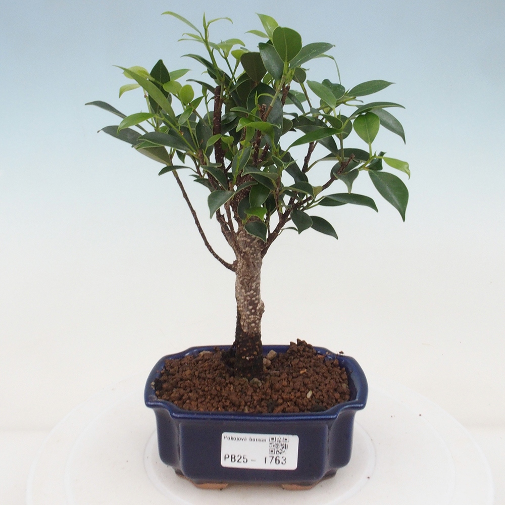 Izbová bonsai - Malolistý fikus - Ficus kimmen