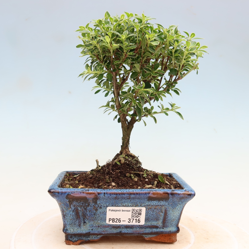 Izba bonsai – Serissa foetida Variegata – Strom tisíc hviezd