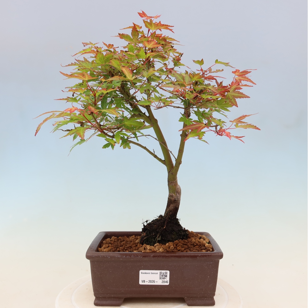 Javor poľný - Acer palmatum Beni Tsukasa