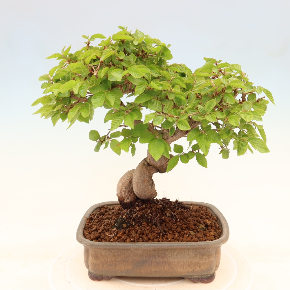 Vonkajší bonsaj -Carpinus coreana - Hrab kórejský