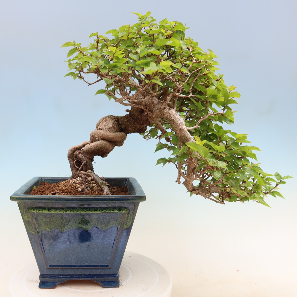 Vonkajší bonsaj -Carpinus coreana - Hrab kórejský