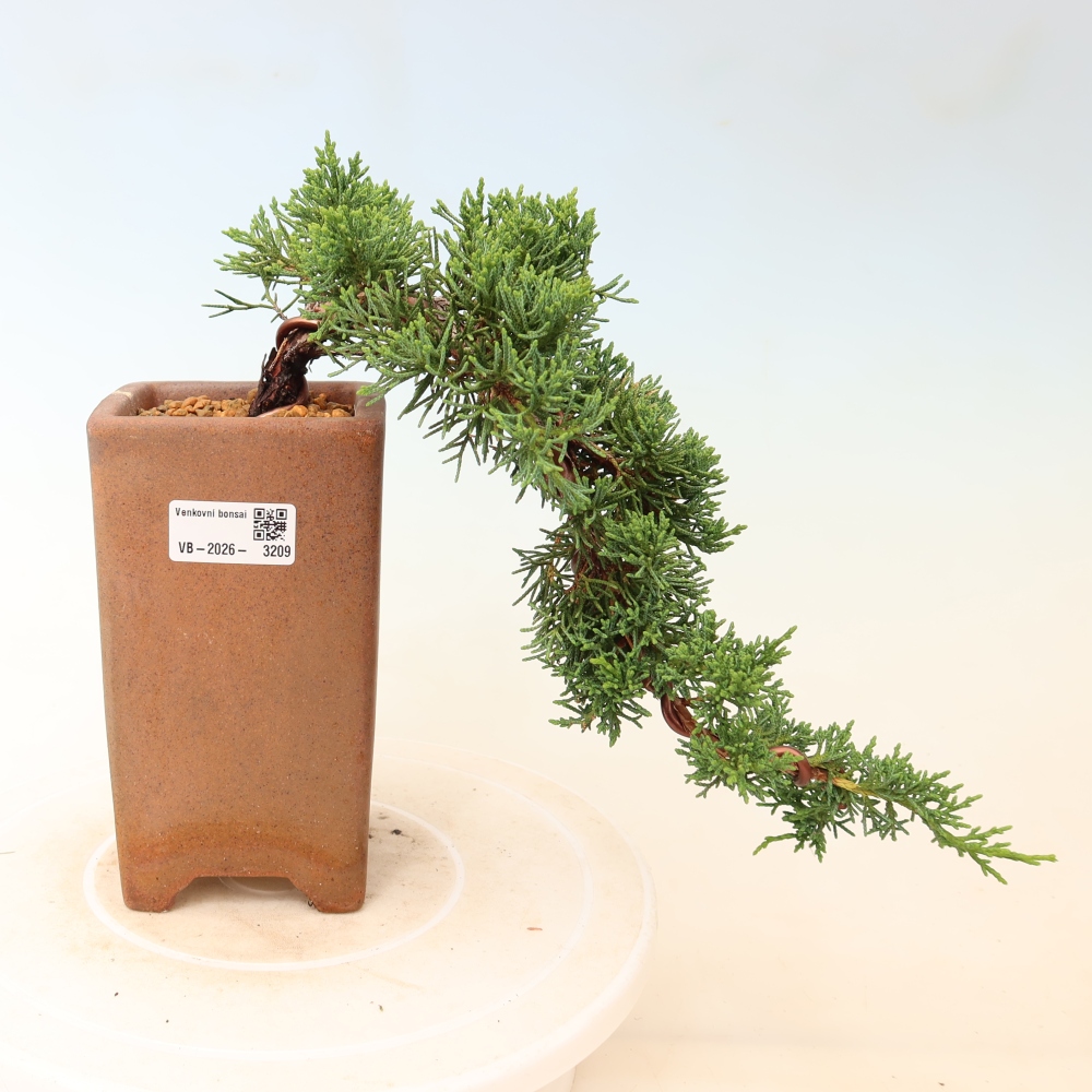 Vonkajší bonsaj - Juniperus chinensis Kishu