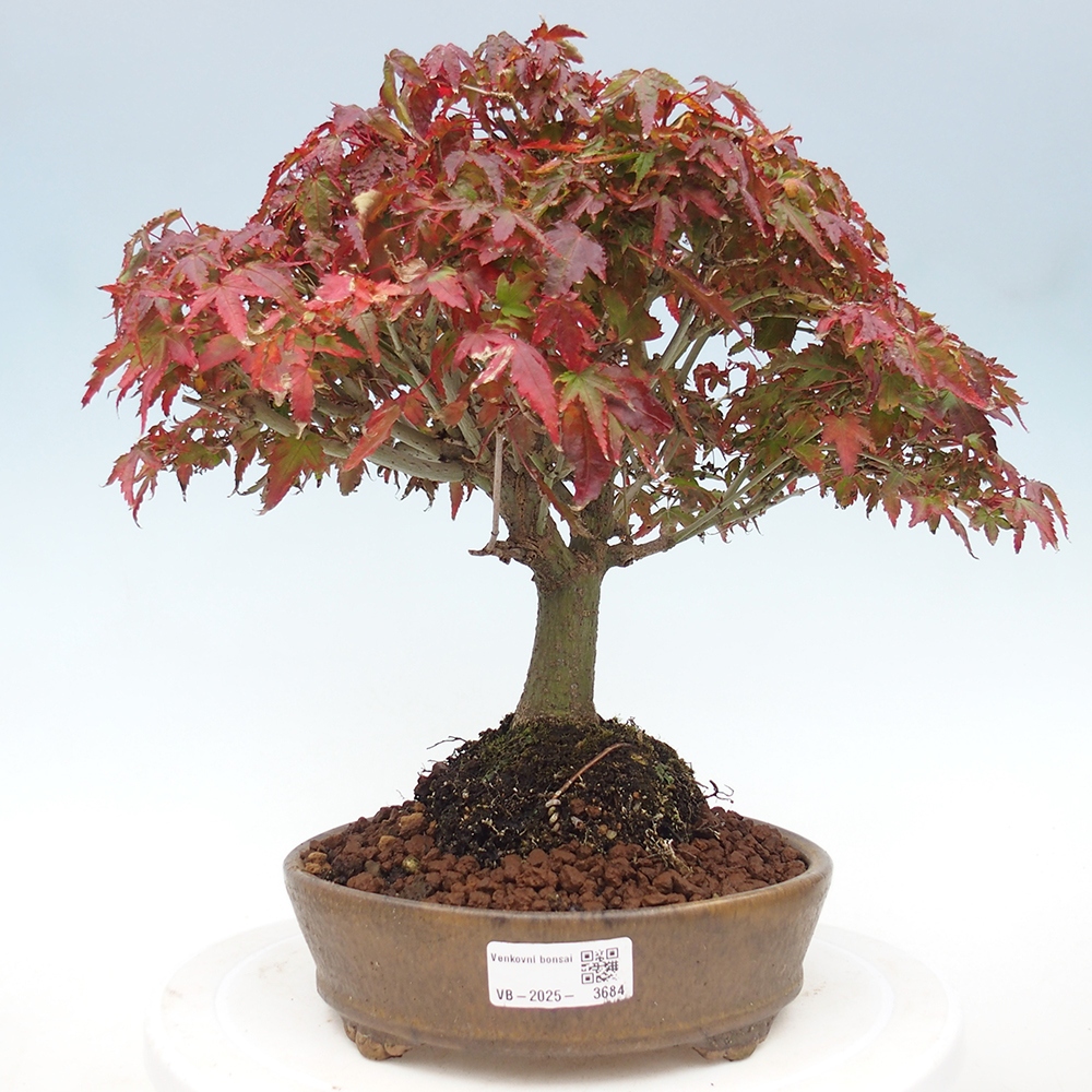 Acer palmatum KIOHIME - Javor palmetový