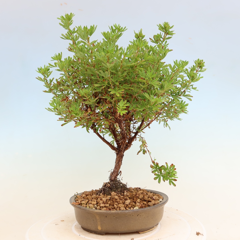 Vonkajší bonsai – Potentila fruticosa – Potentila fruticosa Bellissima