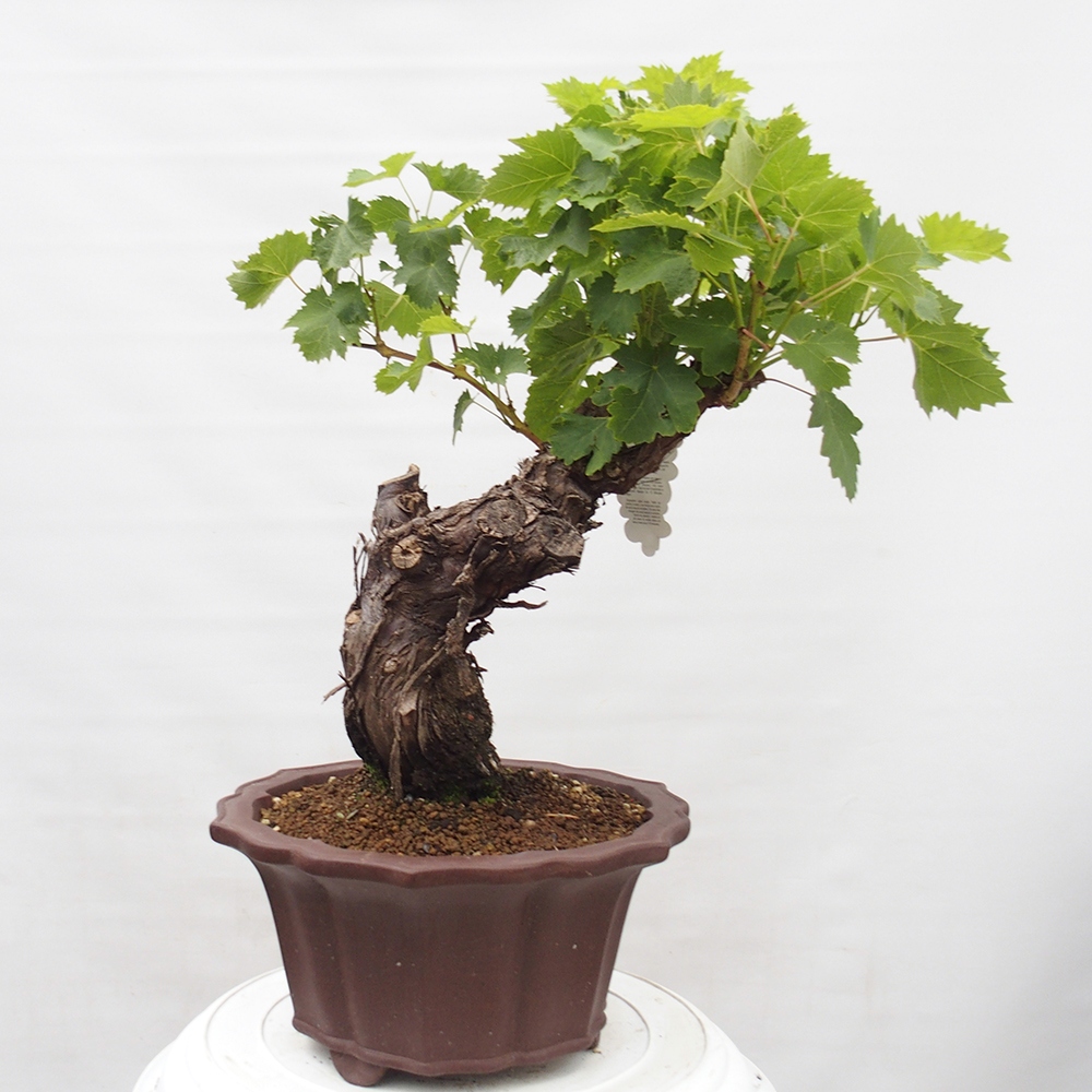 Vonkajší bonsai - Vitis vinnifera MUSKAT ITALIA  - Vínna réva