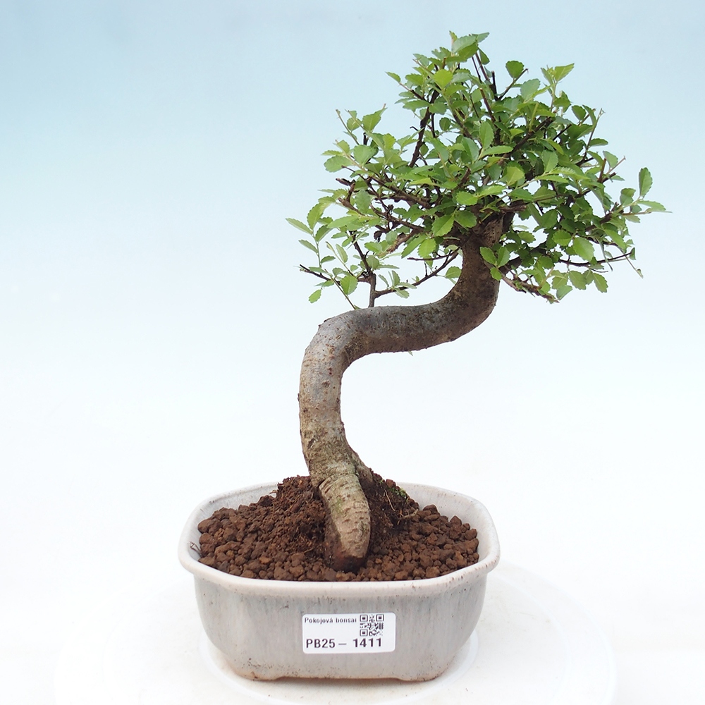 Izbová bonsai-malolistá brest 