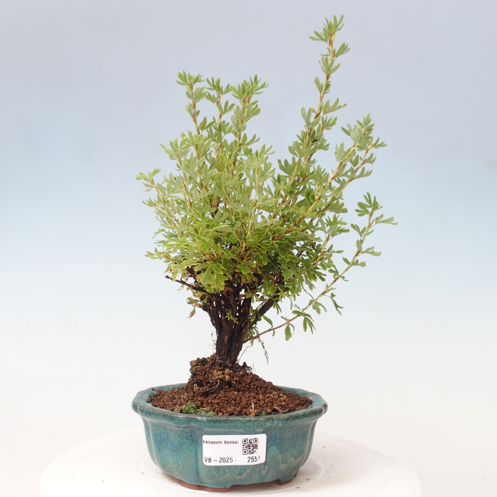 Vonkajšia bonsai-Nátržník krovitá - potentila fruticosa yellow Bird