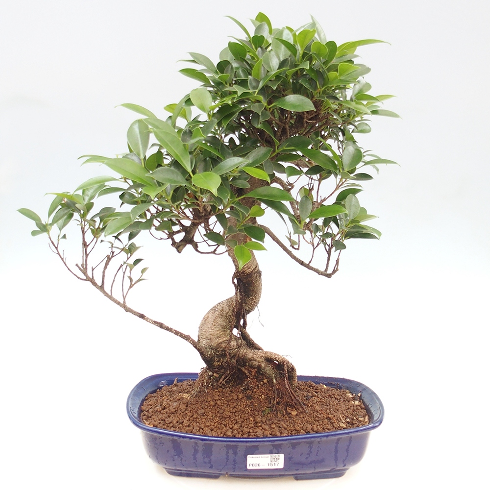 Izbové bonsaje - Ficus kimmen - drobnolistý fikus