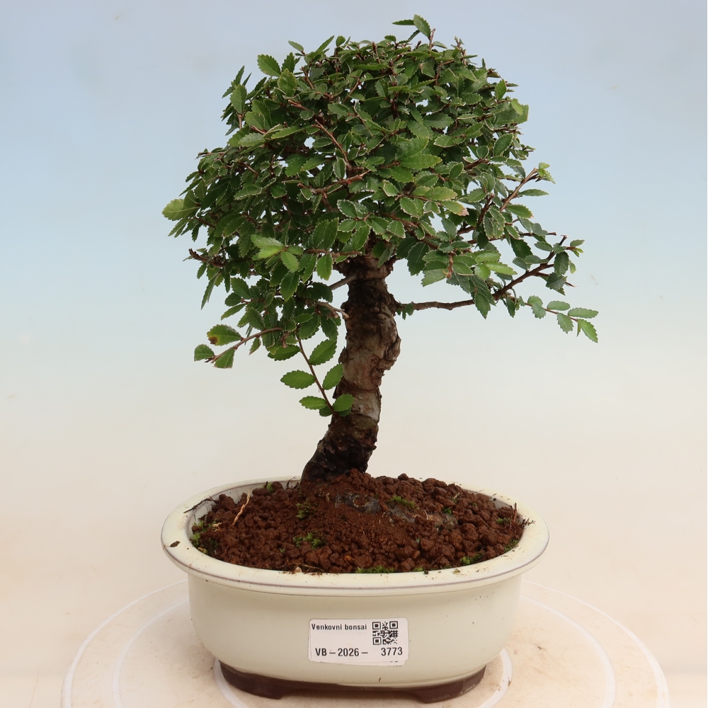 Vonkajšie bonsaje - Zelkova - Zelkova NIRE