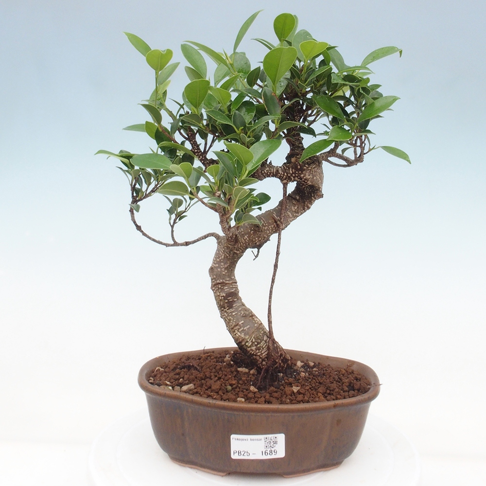 Izbová bonsai - Ficus retusa - malolistá fikus