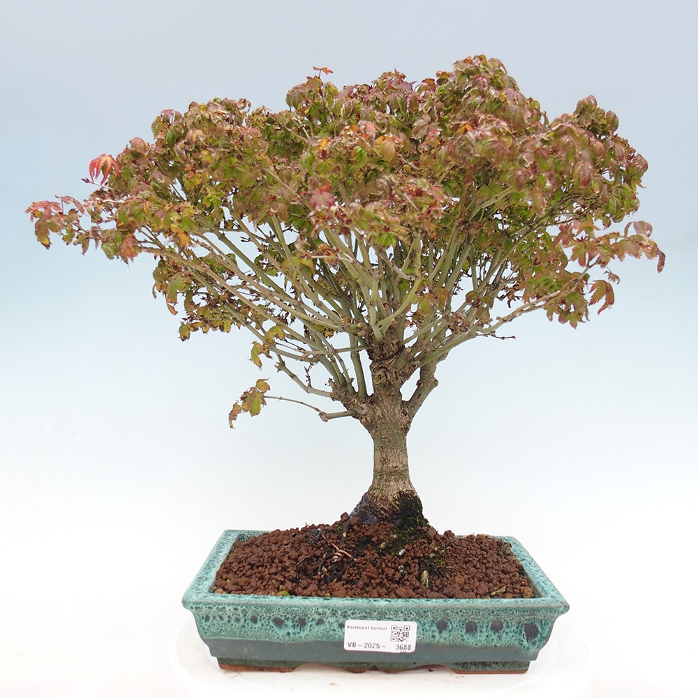 Acer palmatum KIOHIME - Javor palmetový