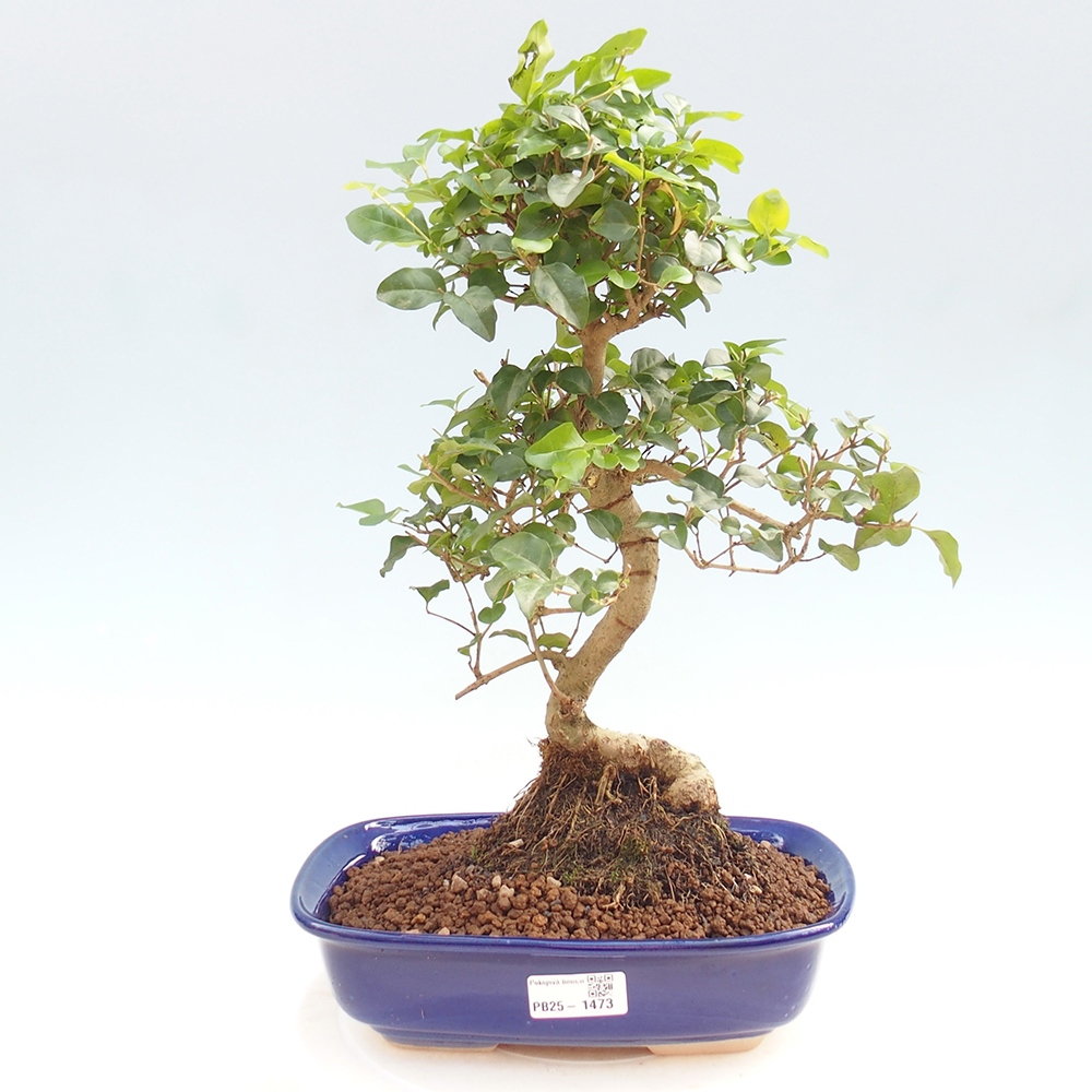 Izbová bonsai -Ligustrum chinensis - Vtáčí zob