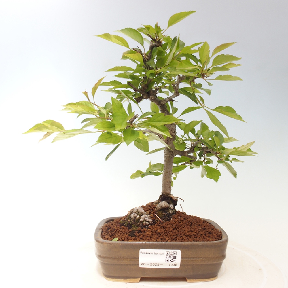 Vonkajšie bonsai - Prunus spinosa - trnka
