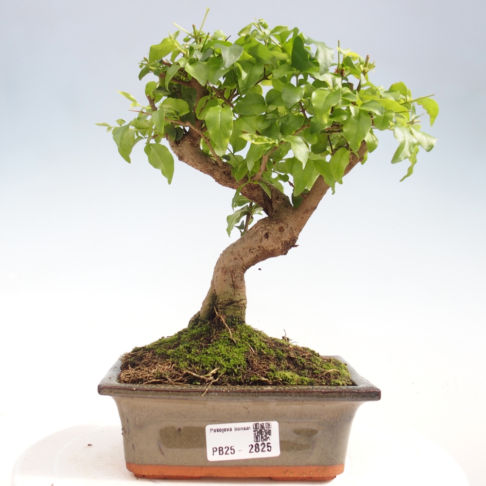 Izbová bonsai -Ligustrum chinensis - Vtáčí zob