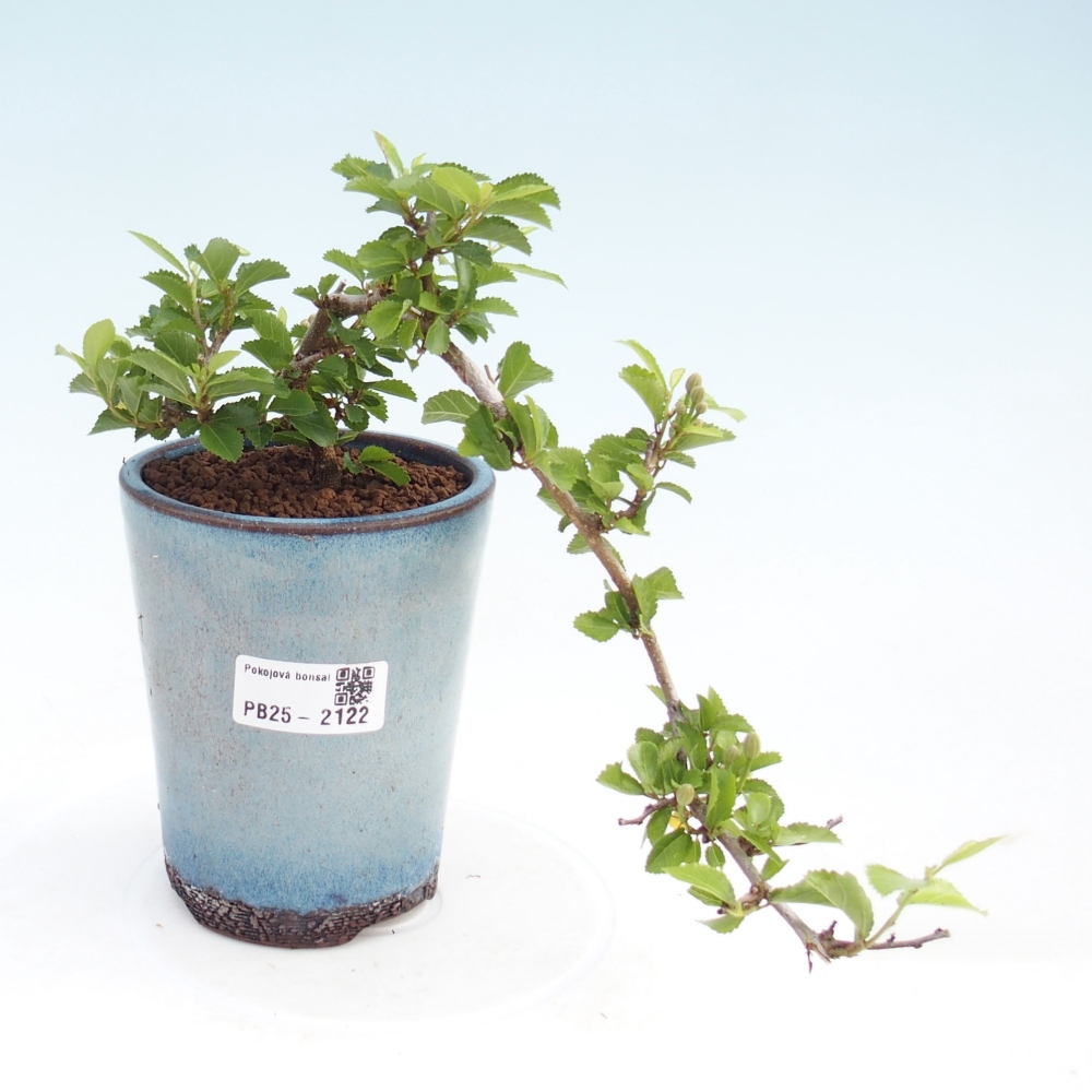 Izbová bonsai - Grewia occidentalis - Hviezdica levanduľová